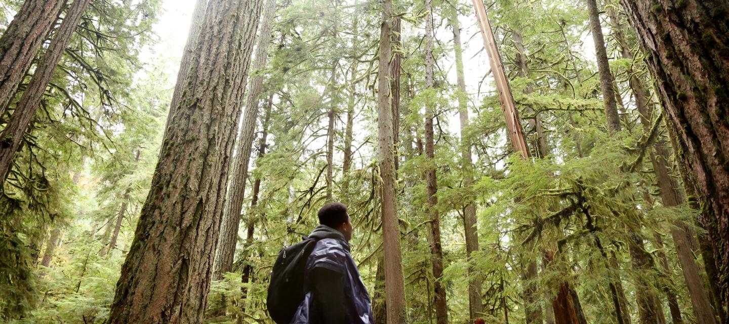 A student looks up at the forest canopy in Olympic National Park
